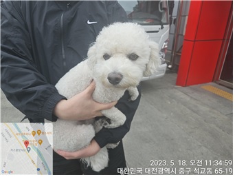 푸들 이미지 파일 입니다.